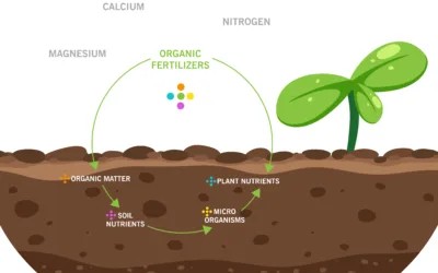 Unveiling the Hidden Power of Humic Acids: Nurturing Soil Health for Sustainable Agriculture